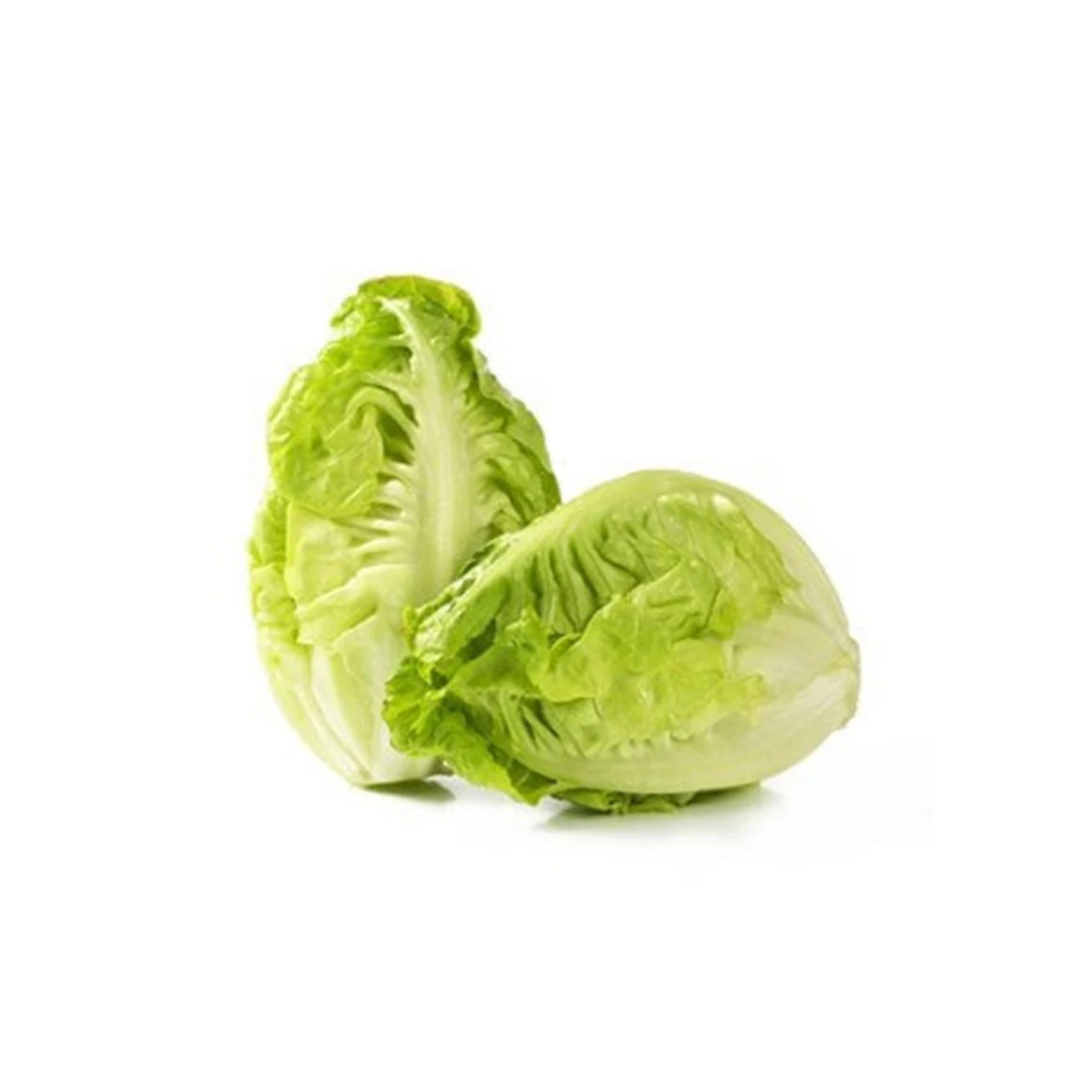 Lettuce Gem Baby Holland