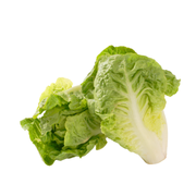 Lettuce Gem Baby Uae