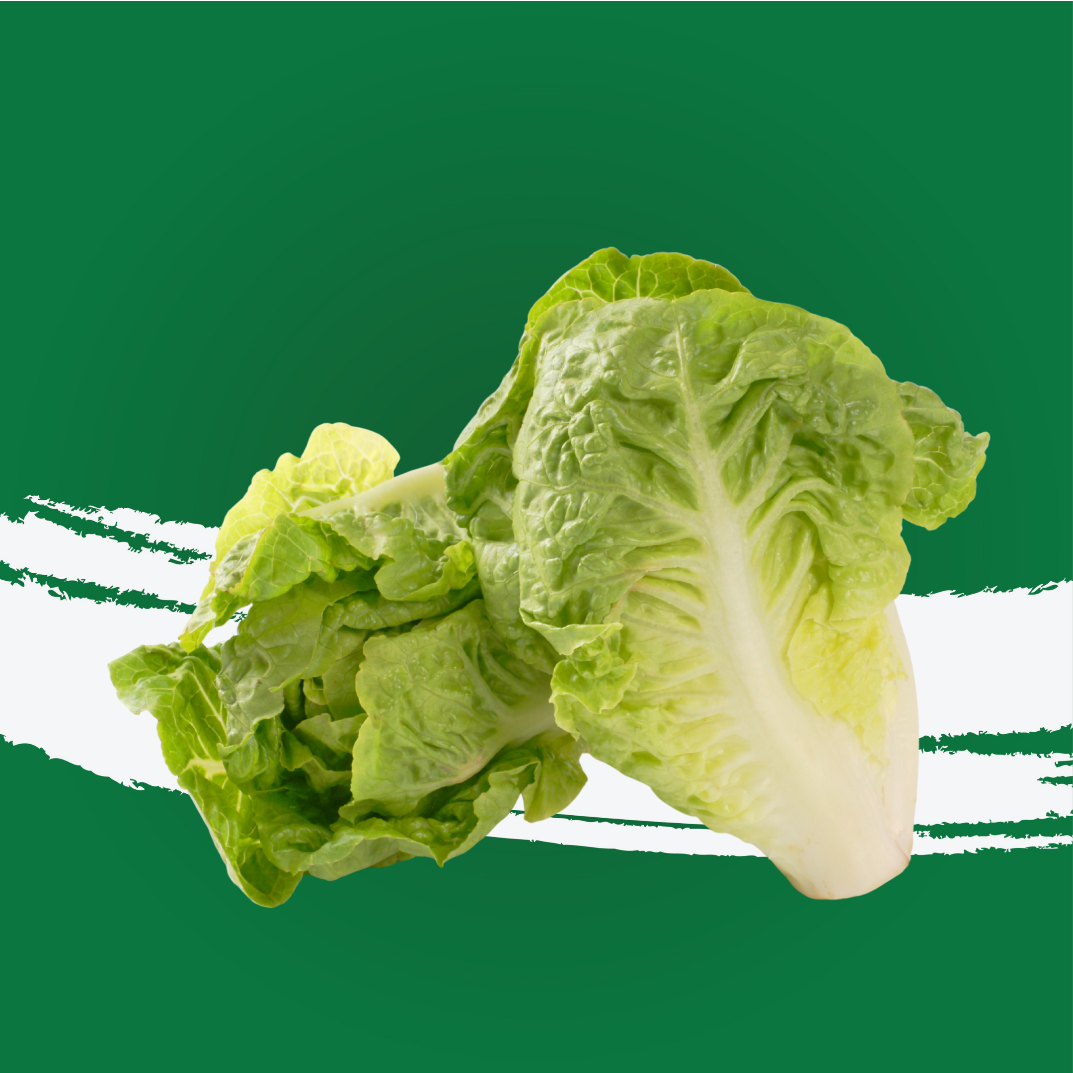 Lettuce Gem Baby Uae