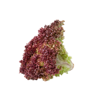 Lettuce Lollo Biondo Holland