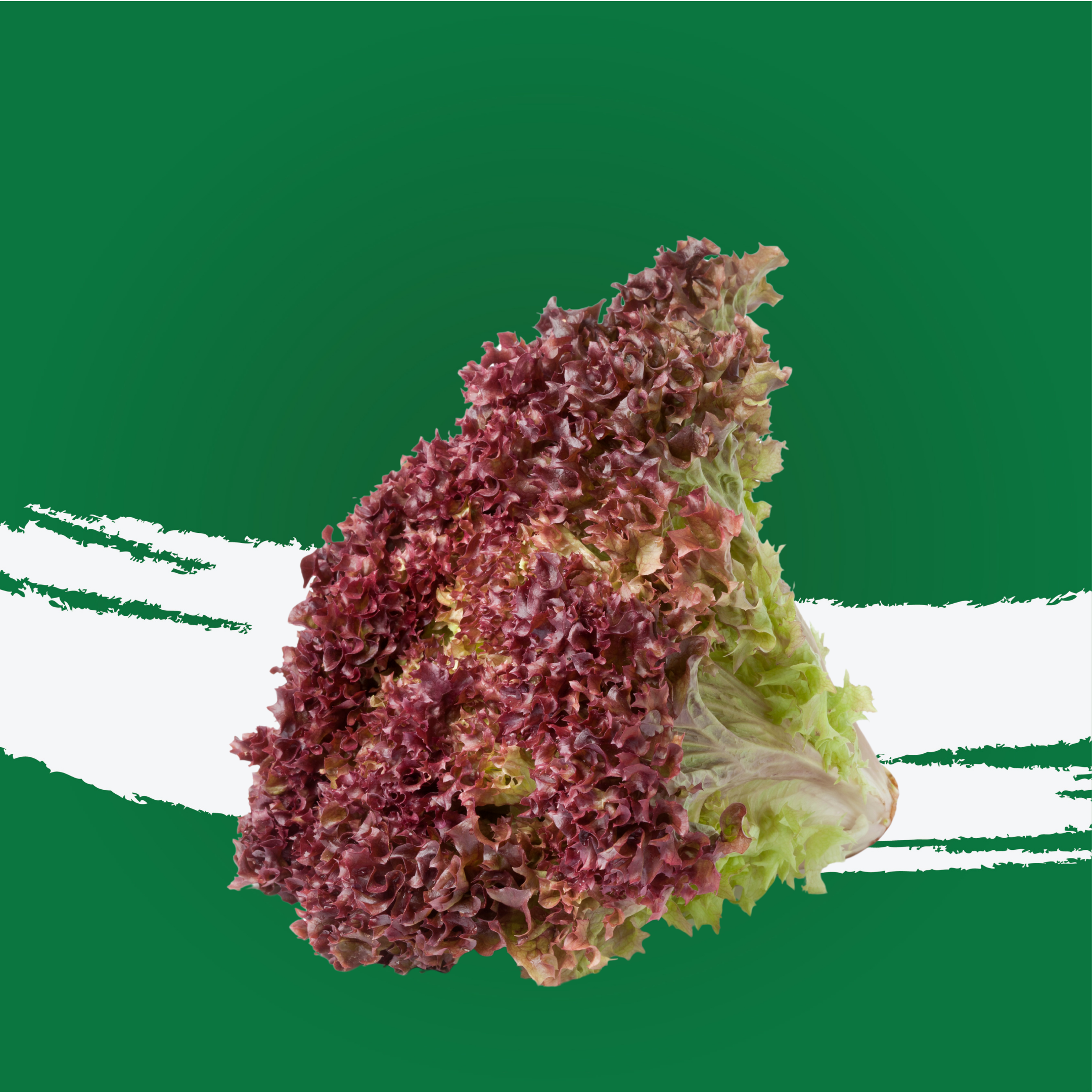 Lettuce Lollo Biondo Holland