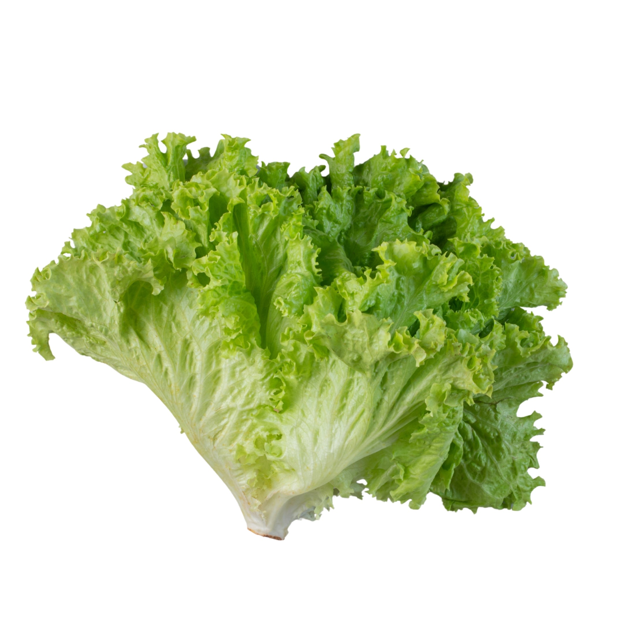 Lettuce Lollo Biondo UAE