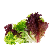 Lettuce Lollo Rosso Holland
