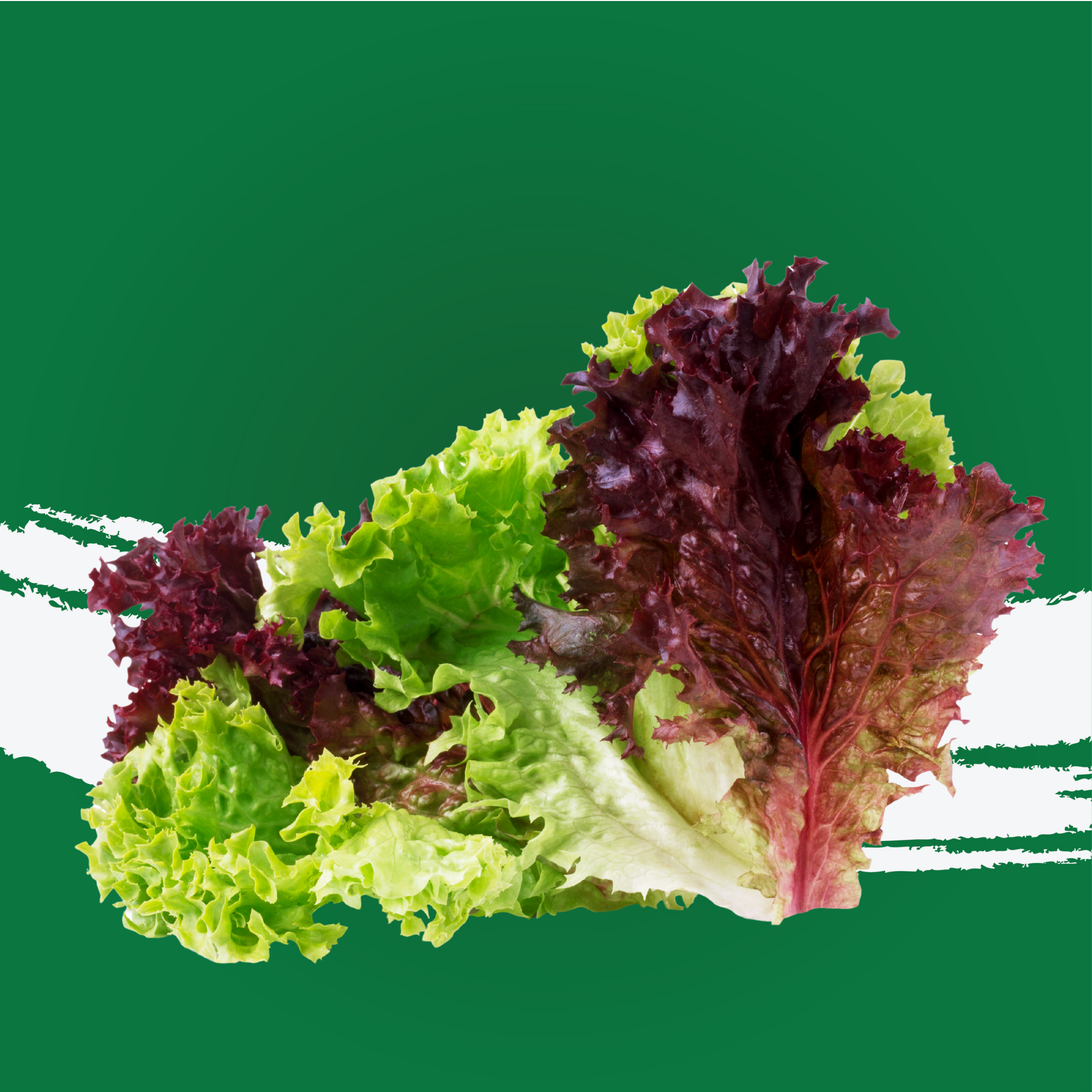 Lettuce Lollo Rosso Holland