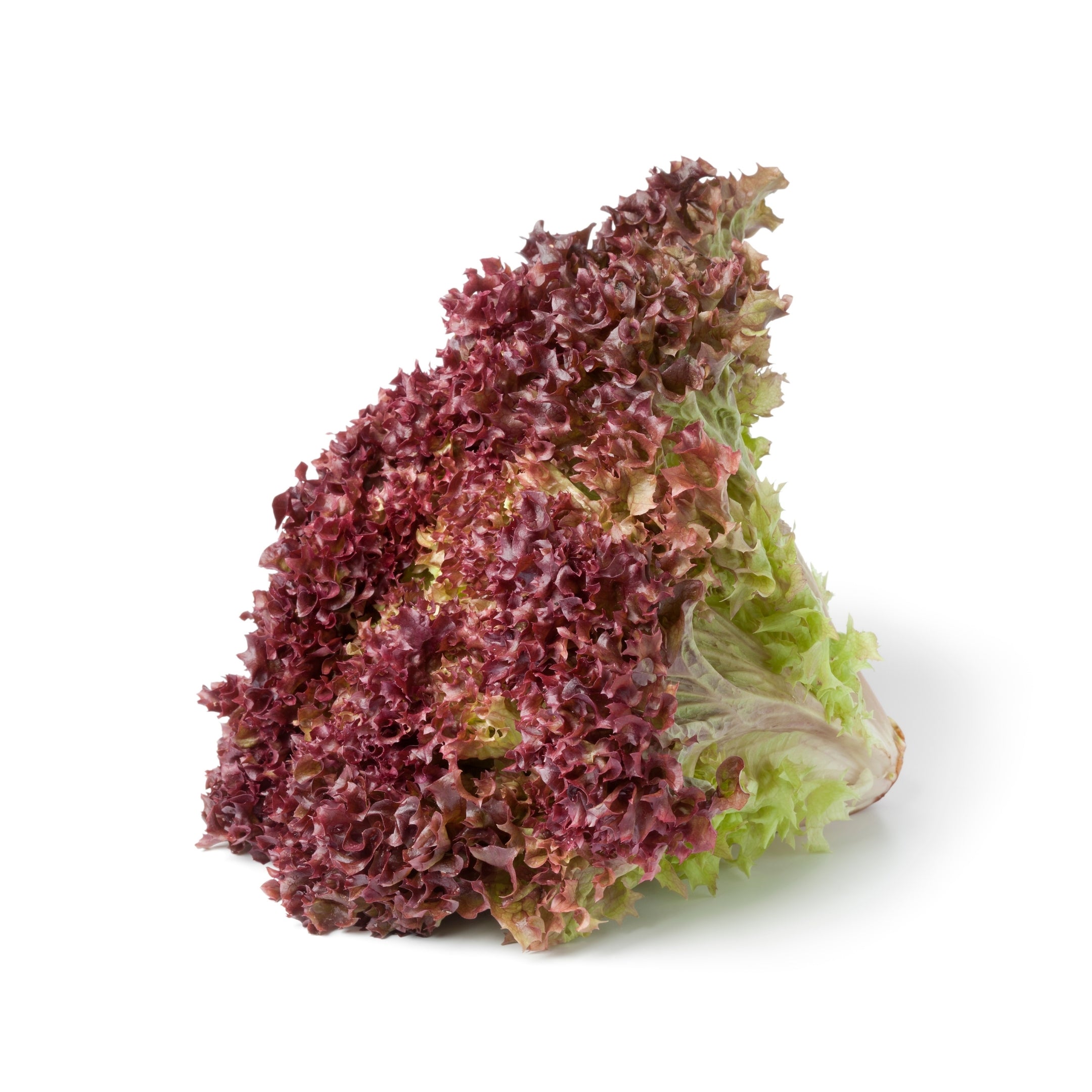Lettuce Lollo Rosso UAE