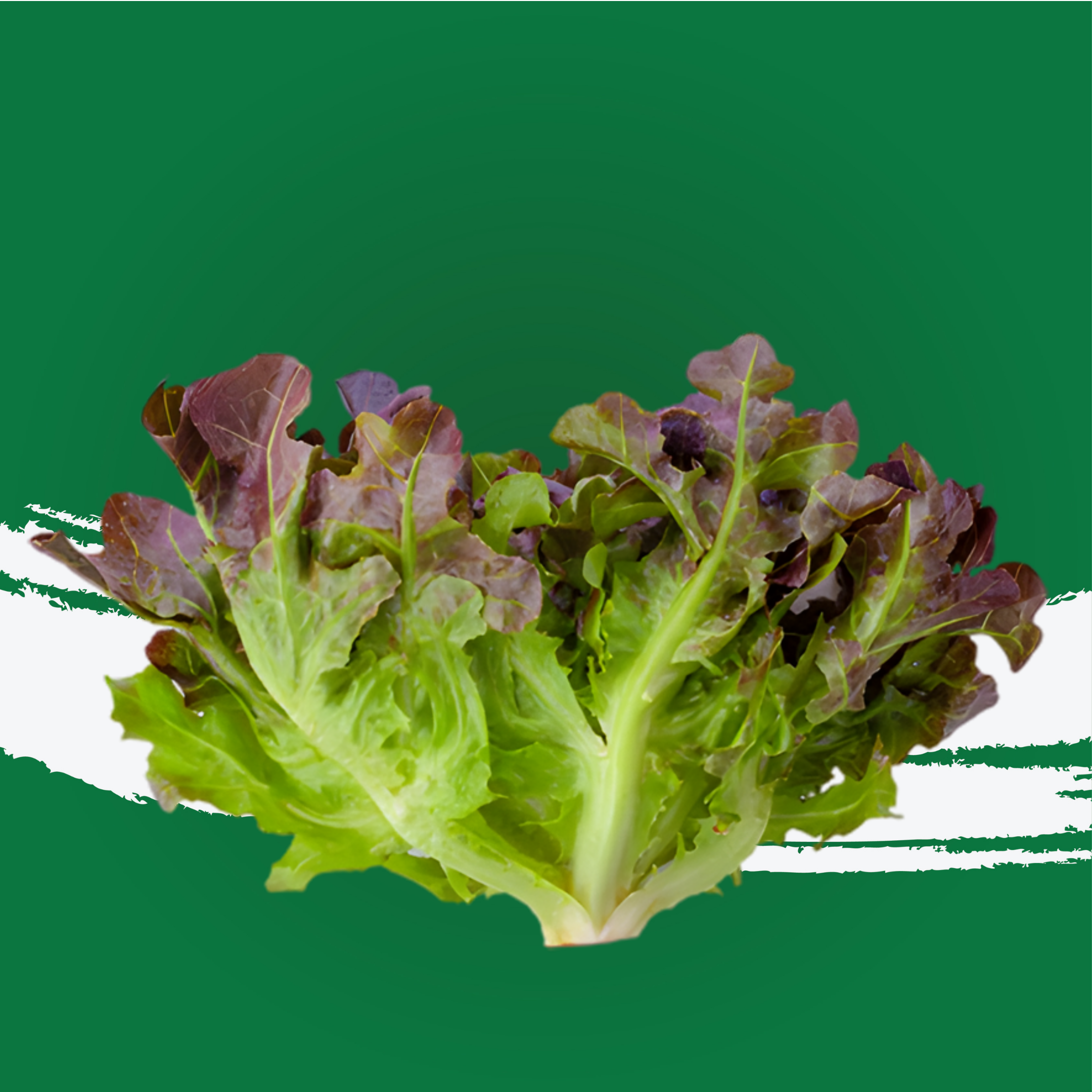 Lettuce Oakleaf Holland