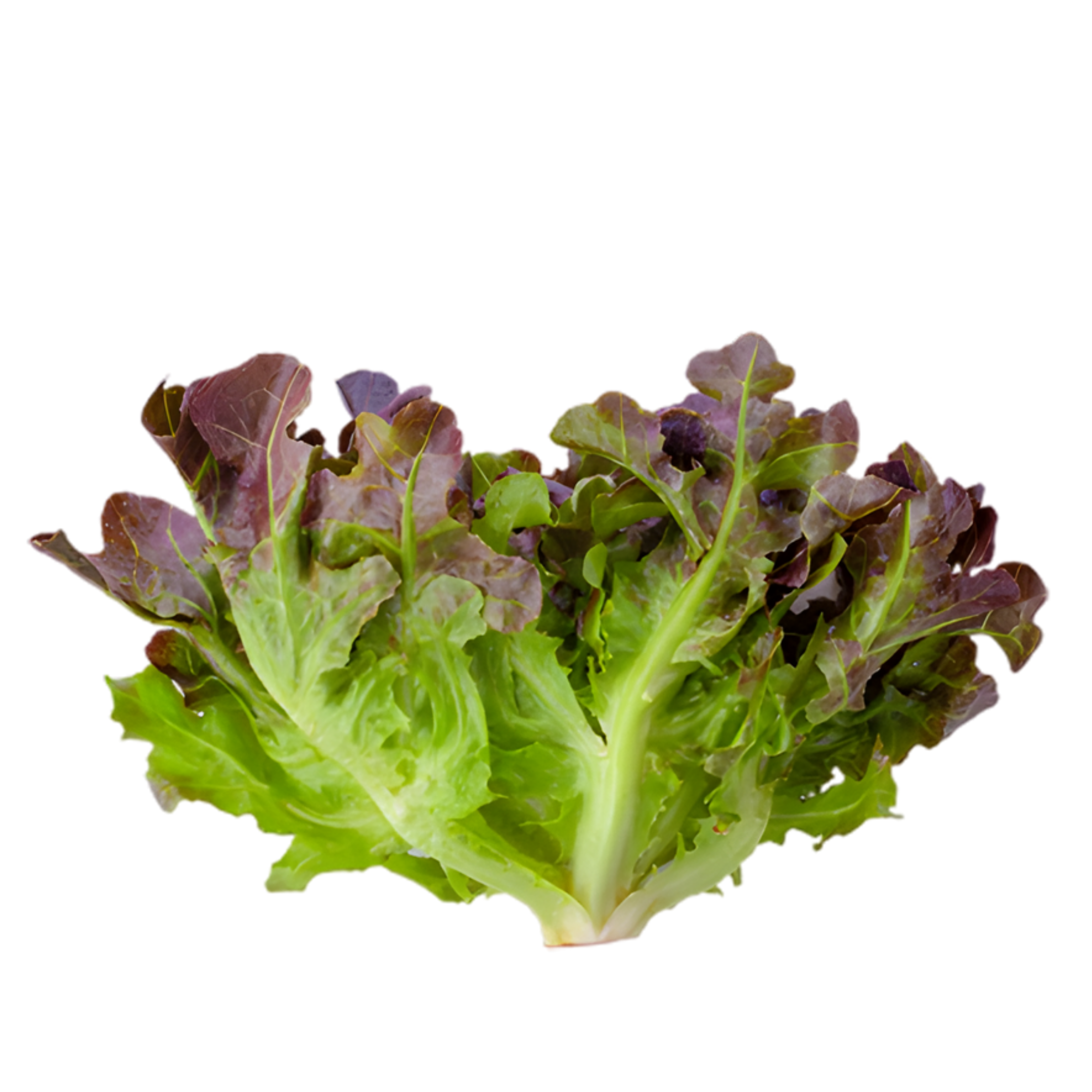 Lettuce Oakleaf UAE