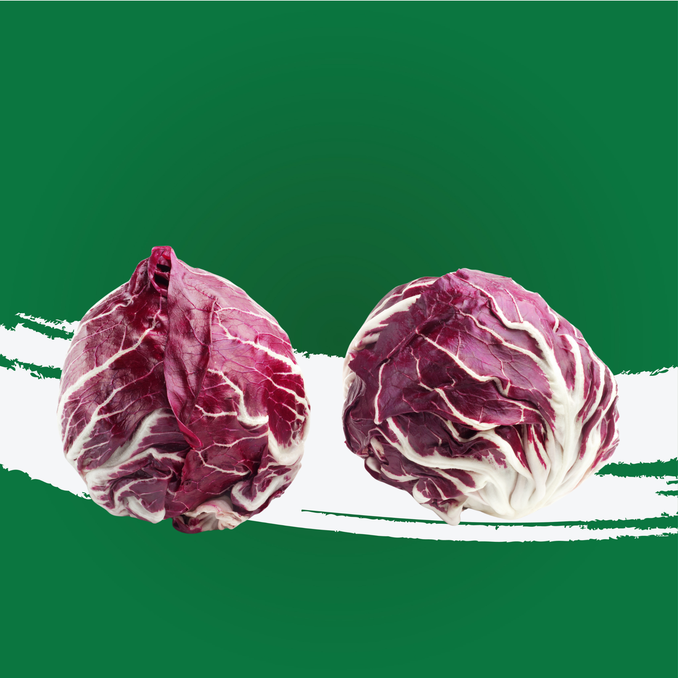 Lettuce Red Radicchio Holland