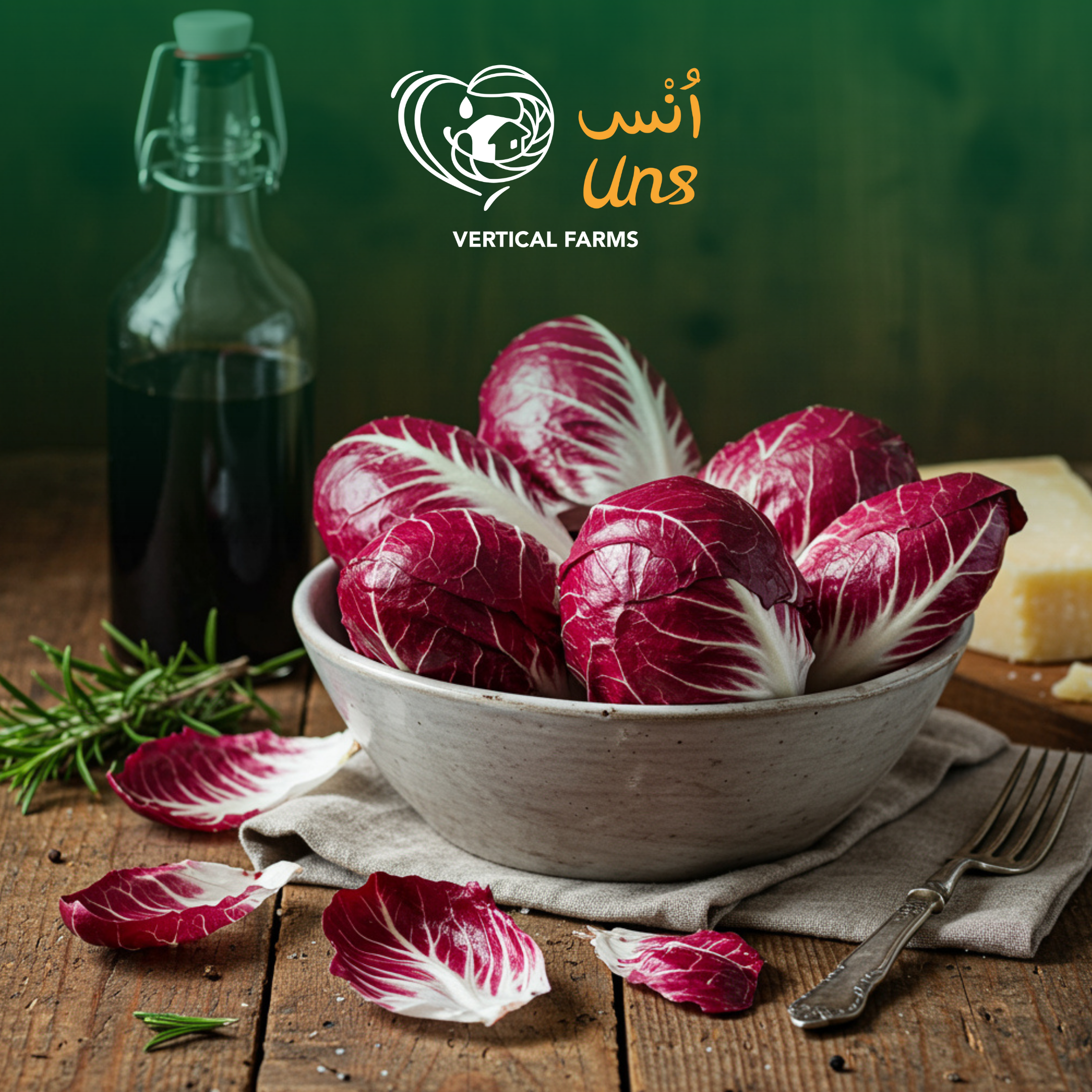 Lettuce Red Radicchio Holland