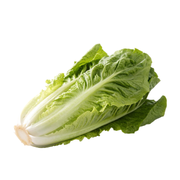 Lettuce Romaine Uae