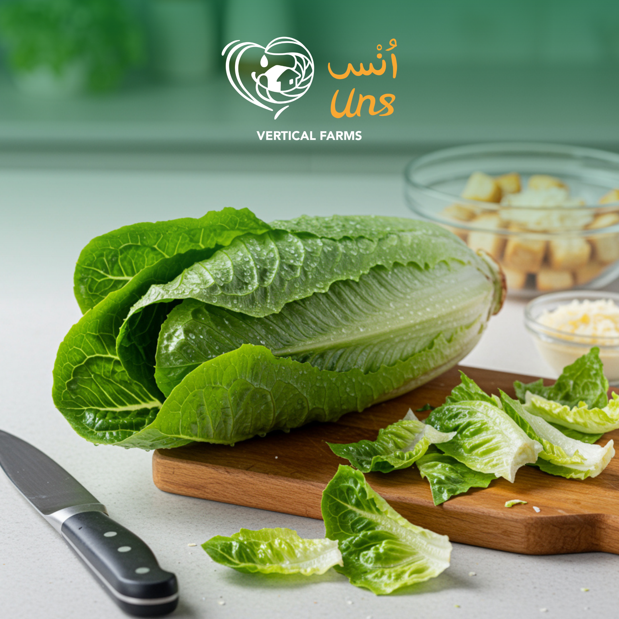 Lettuce Romaine Uae