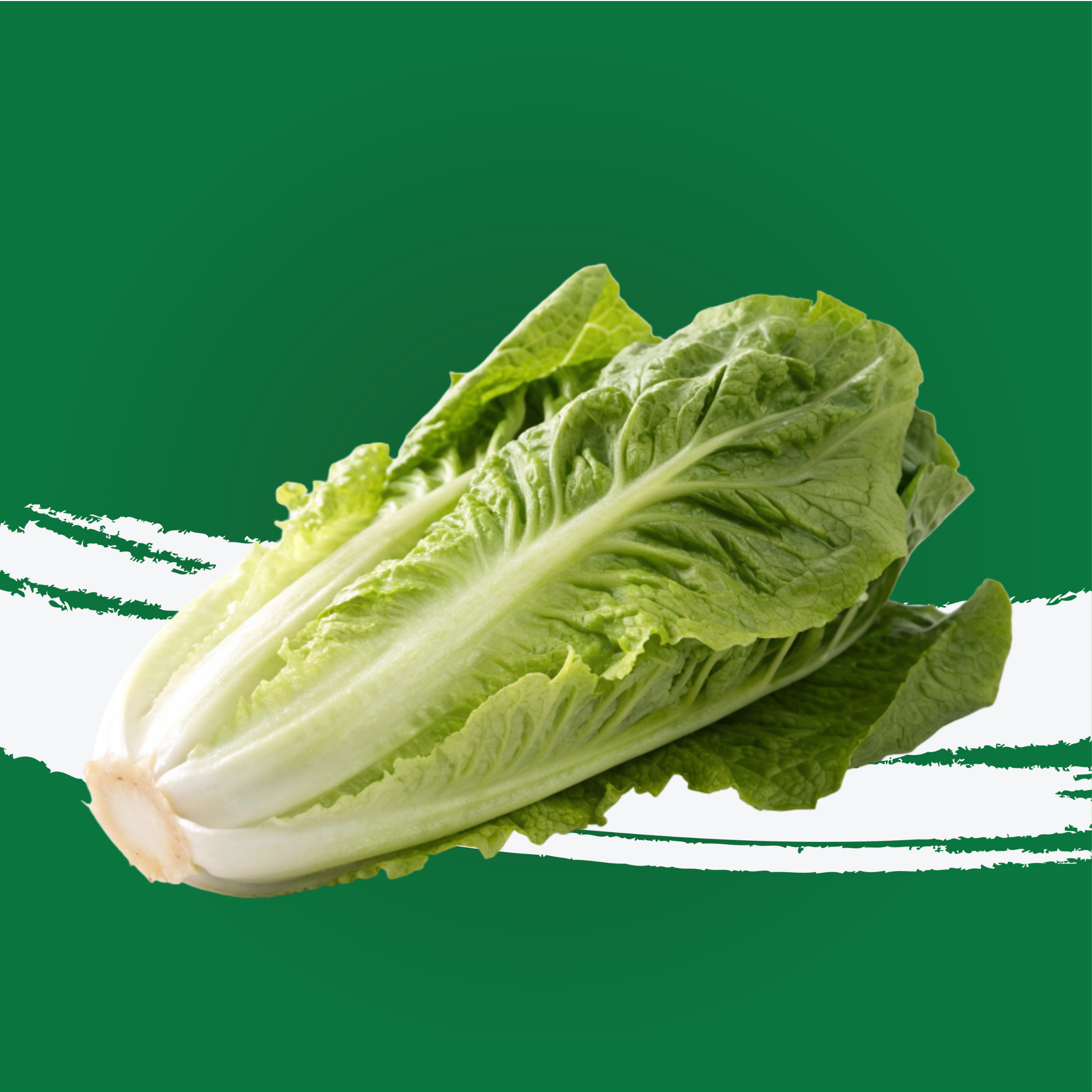 Lettuce Romaine Uae