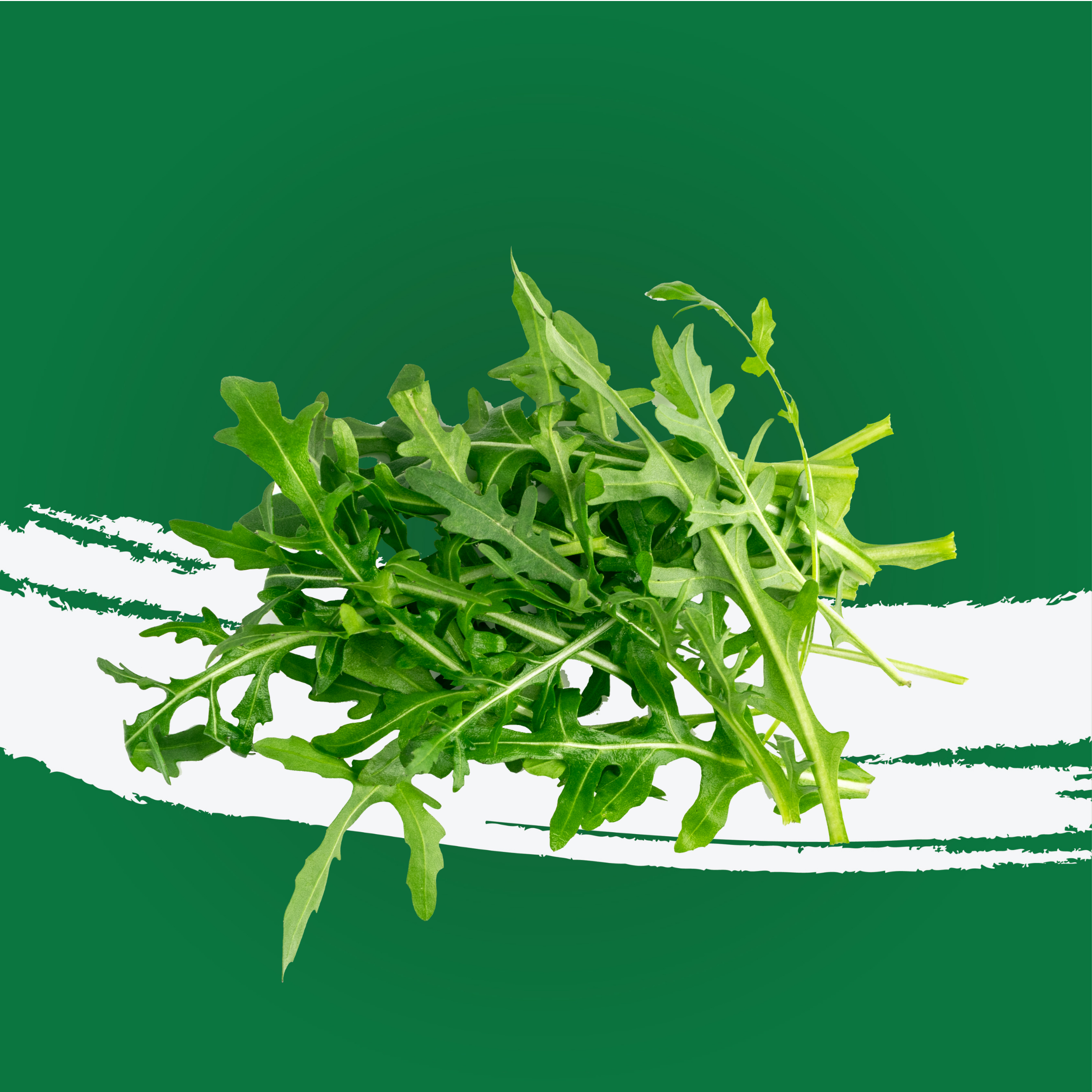 Lettuce Wild Rocket Holland