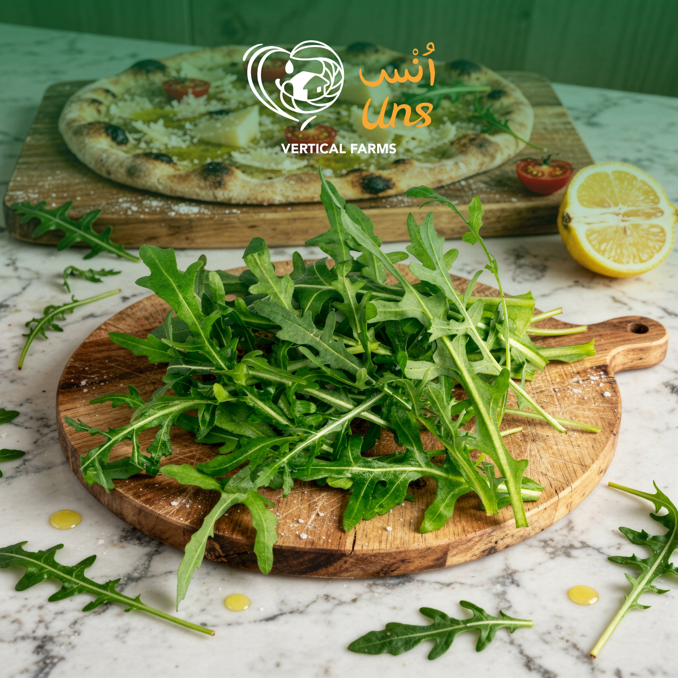 Lettuce Wild Rocket Holland