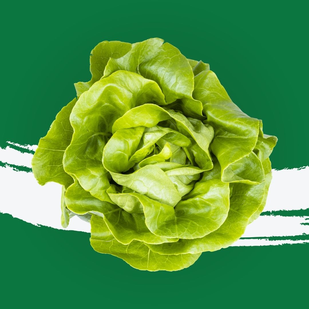 Lettuce Boston UAE