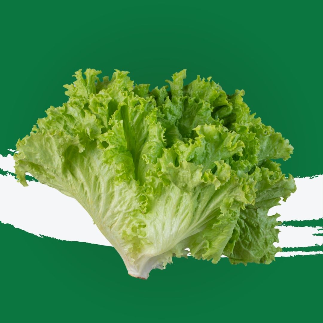 Lettuce Lollo Biondo UAE