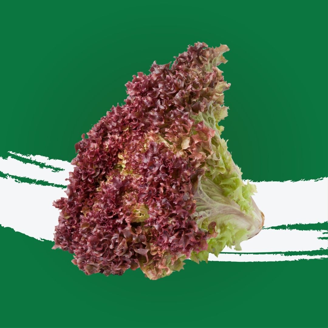 Lettuce Lollo Rosso UAE