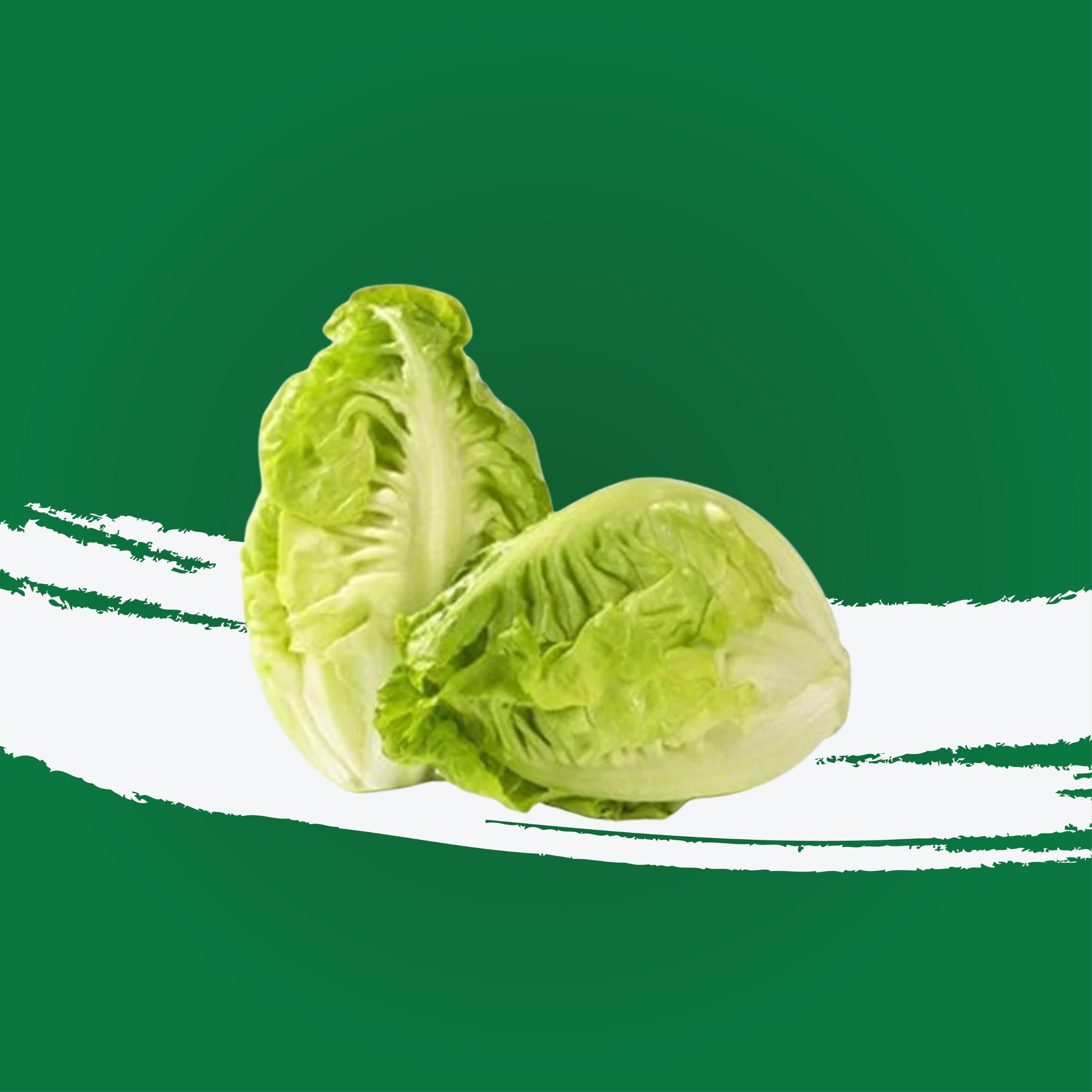 Lettuce Gem Baby Holland