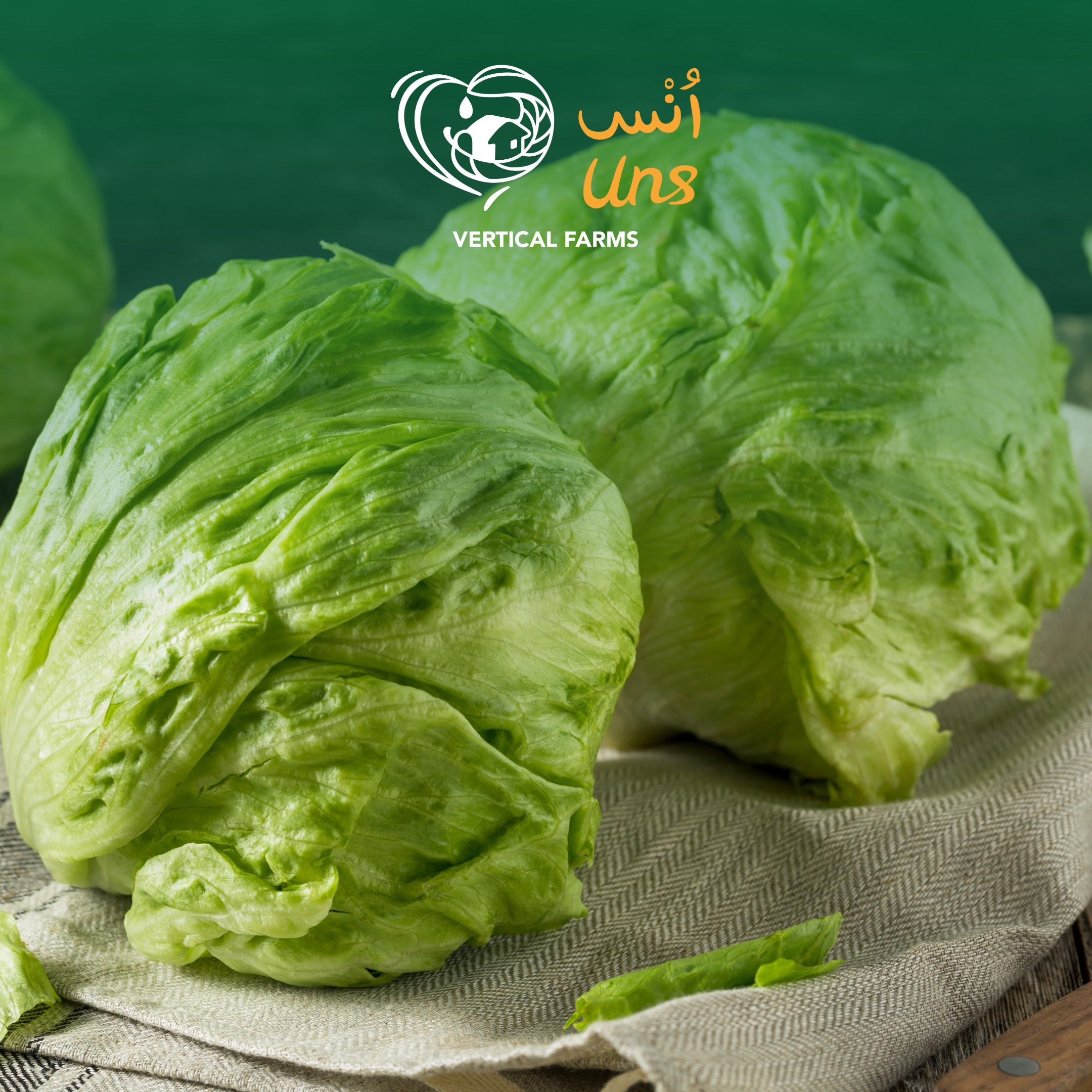 Lettuce Iceberg UAE