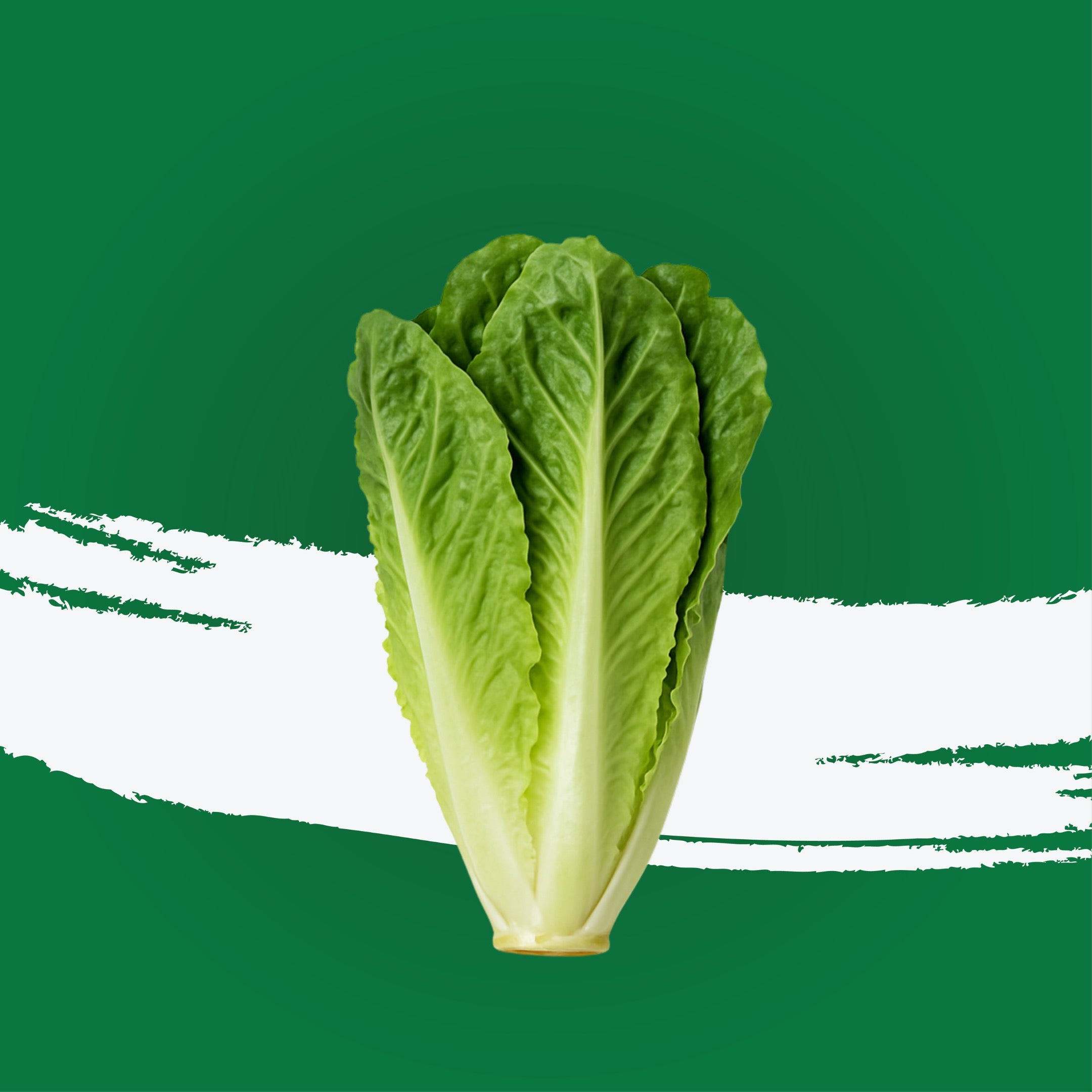 Lettuce Romaine Me