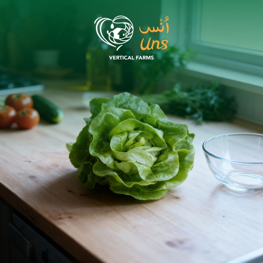 Lettuce Boston UAE