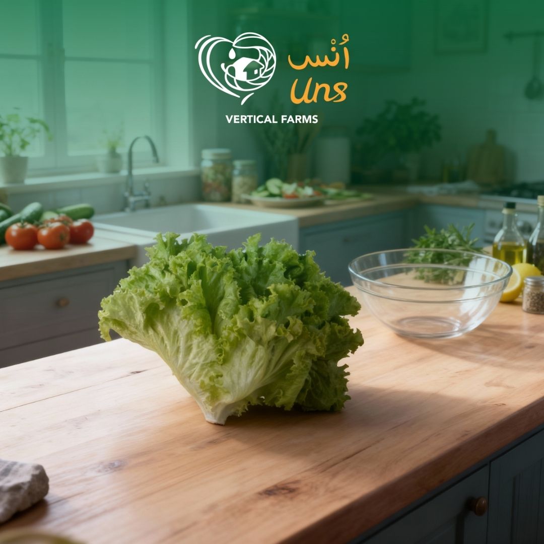 Lettuce Lollo Biondo UAE