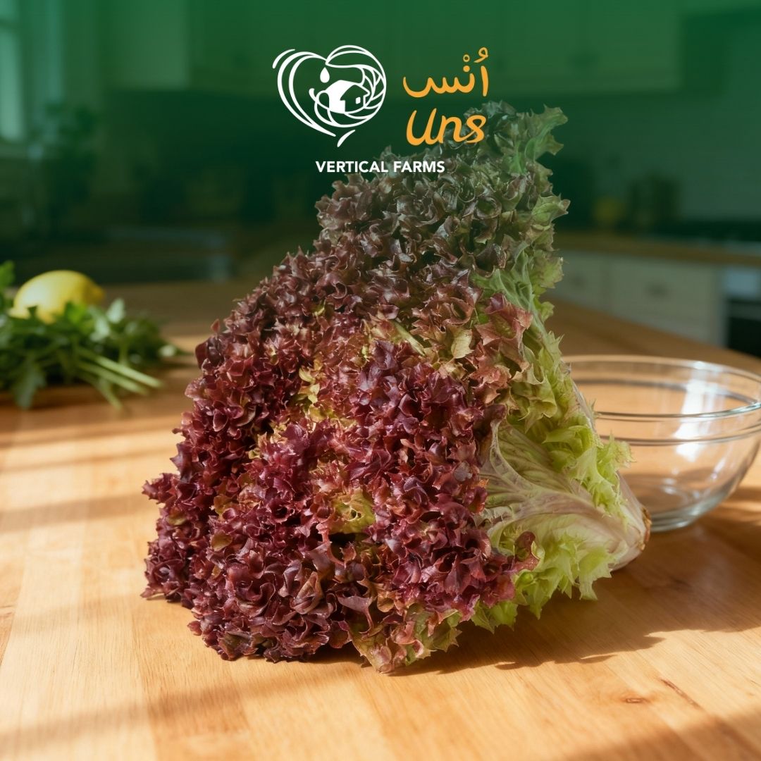 Lettuce Lollo Rosso UAE