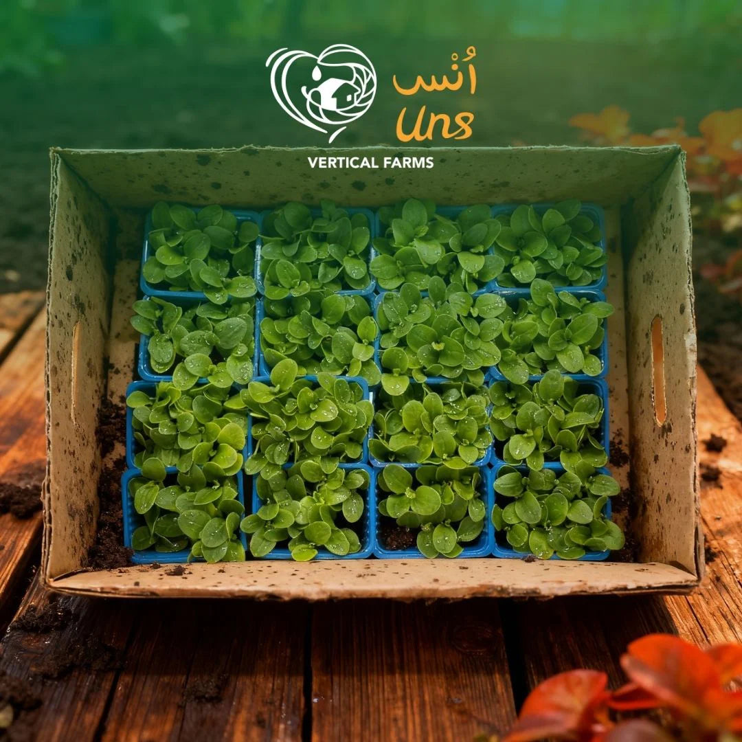 Uns Borage Microgreen Cress 16 Punnet Carton
