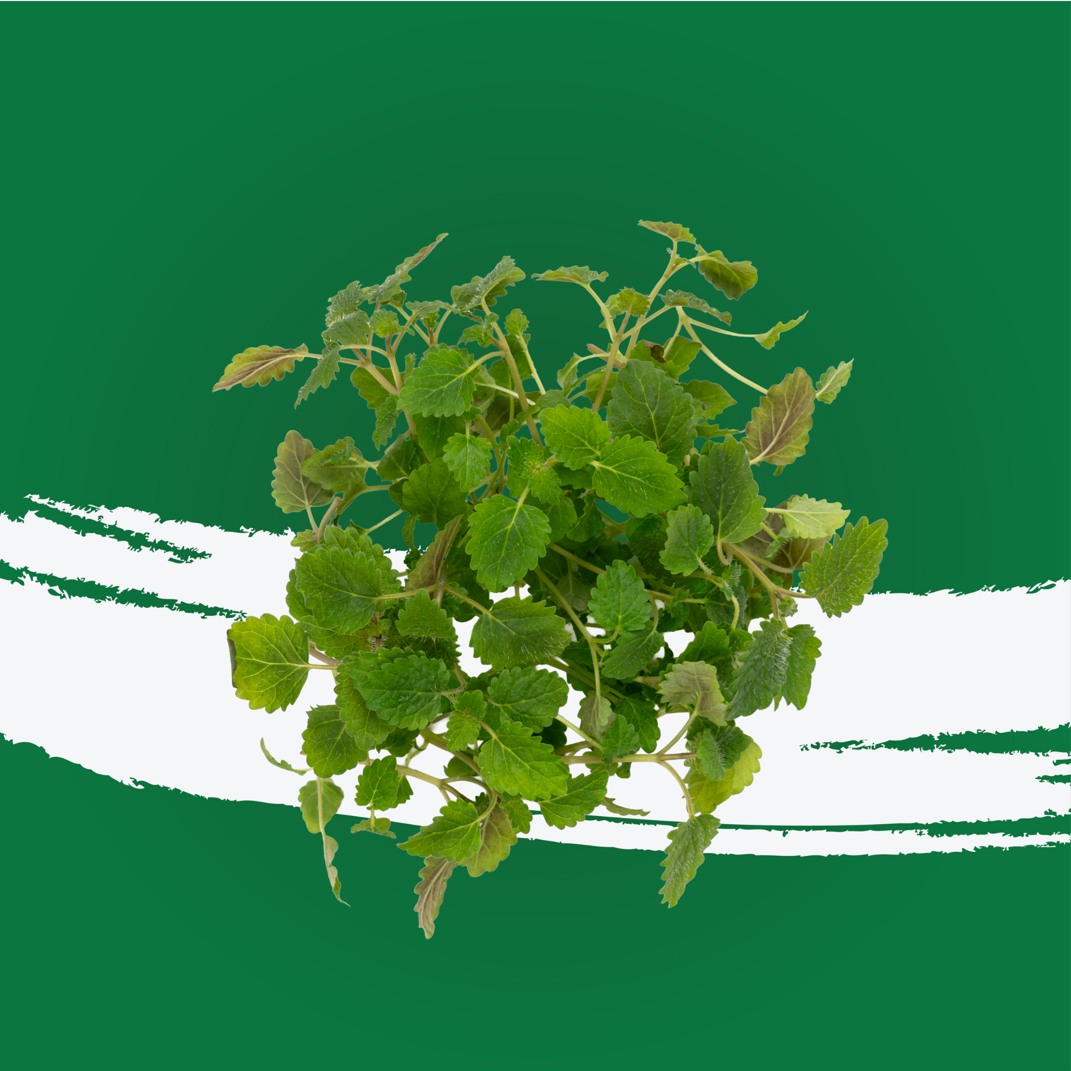 Mint Kenya