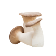 Mushroom King Oyster China