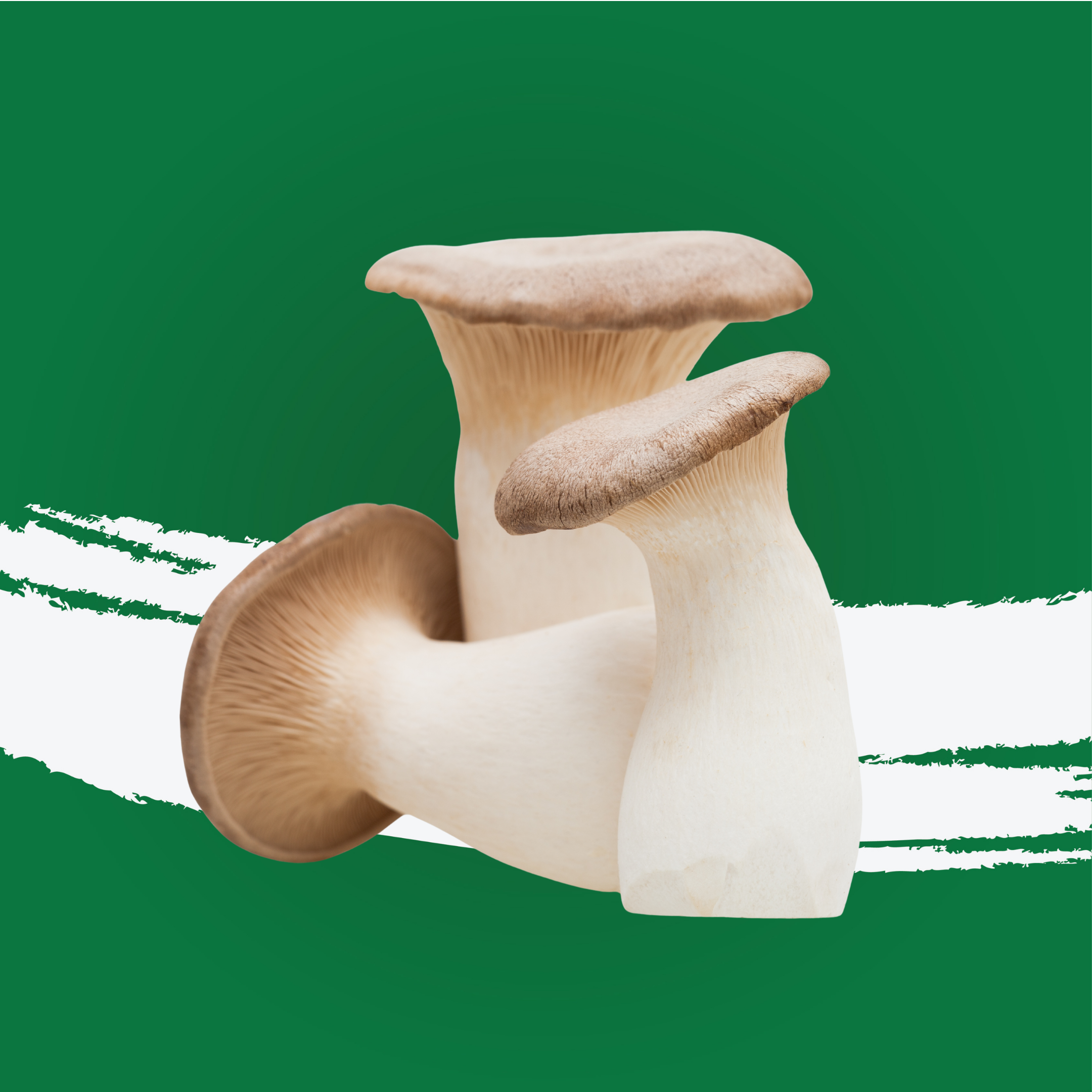 Mushroom King Oyster China