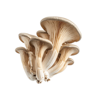 Mushroom Oyster Holland