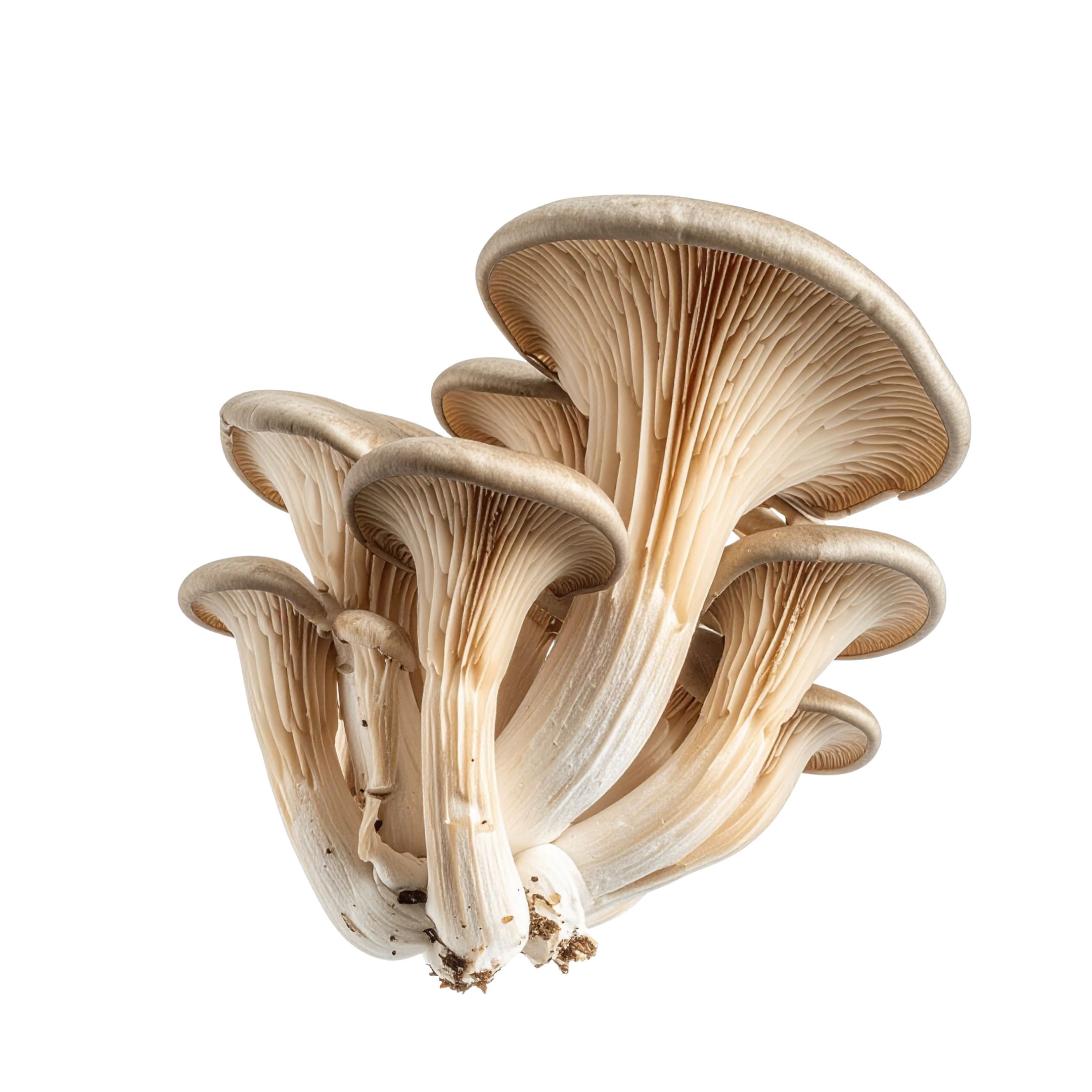 Mushroom Oyster Holland