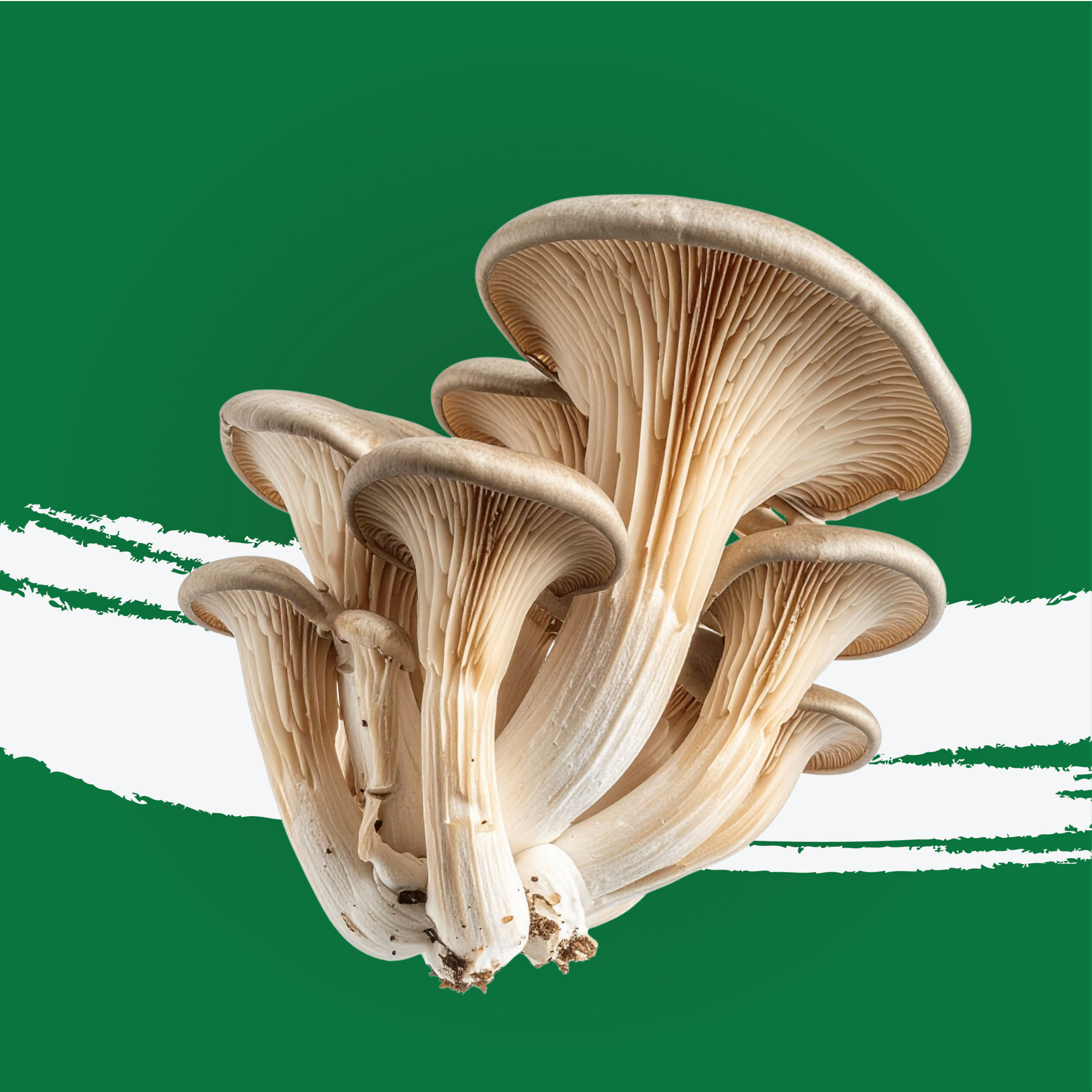 Mushroom Oyster Holland