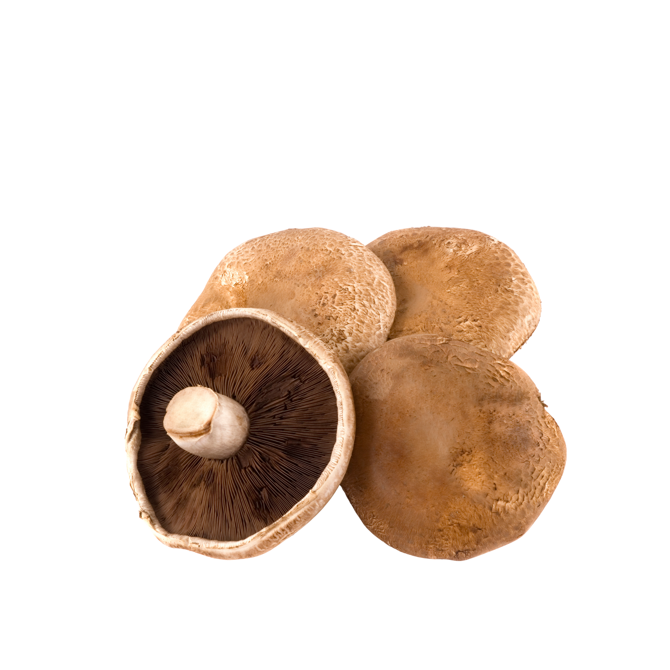 Mushroom Portobello Holland