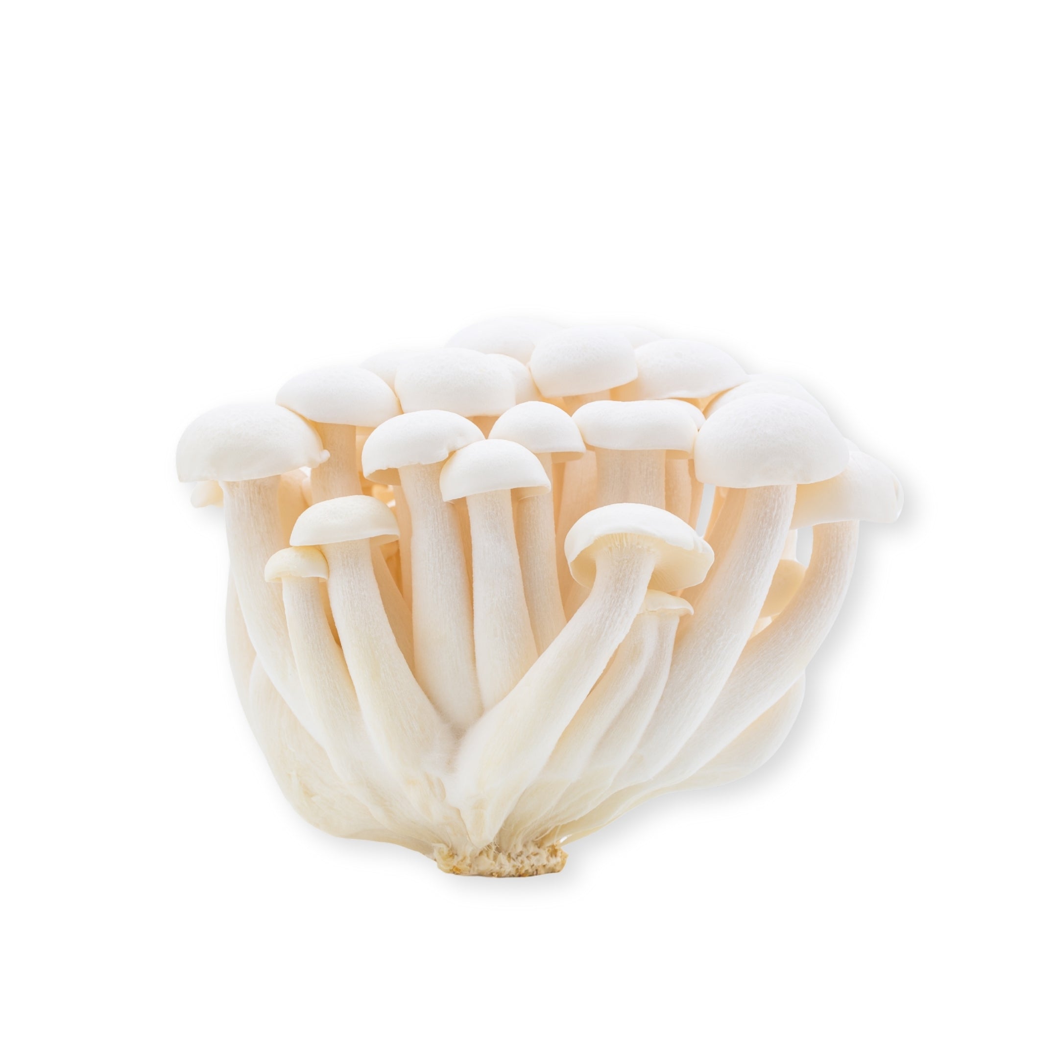 Mushroom Shimeji White China