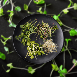 Microgreen Mixes