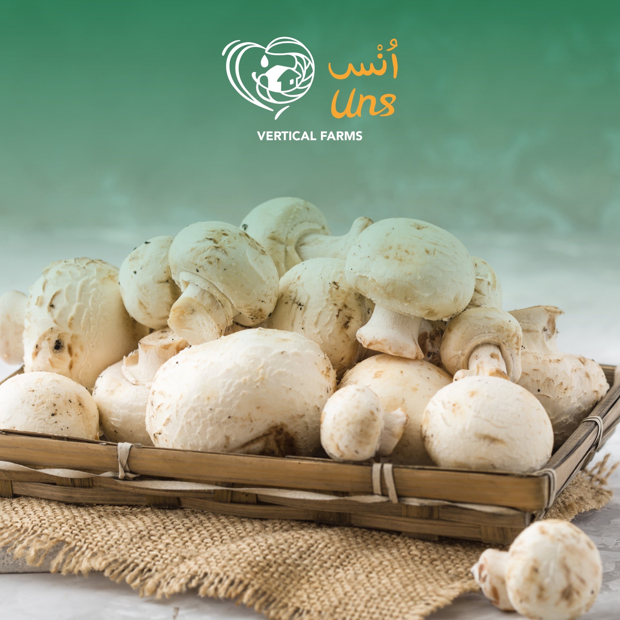 Mushroom Button White UAE