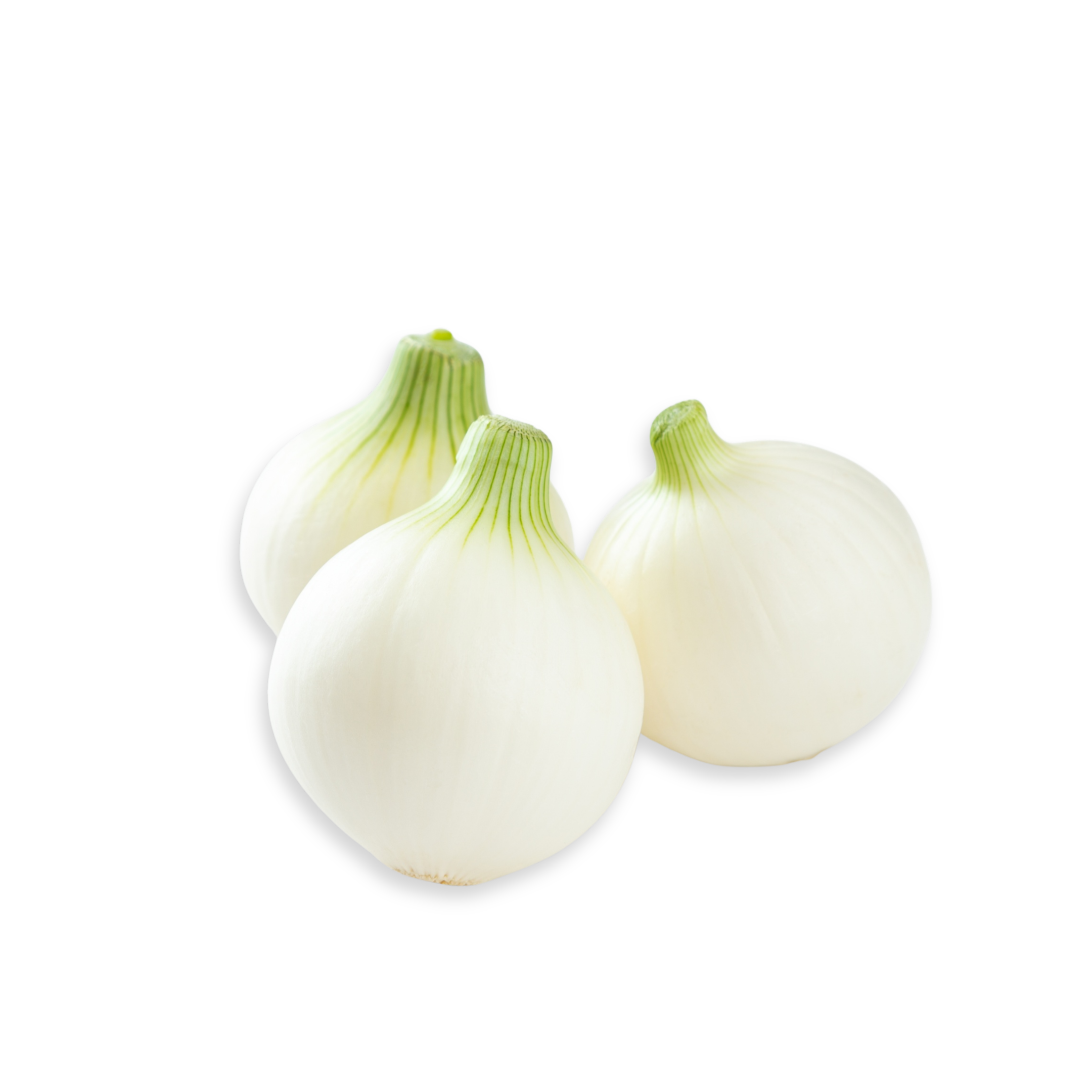 Onion White Spain