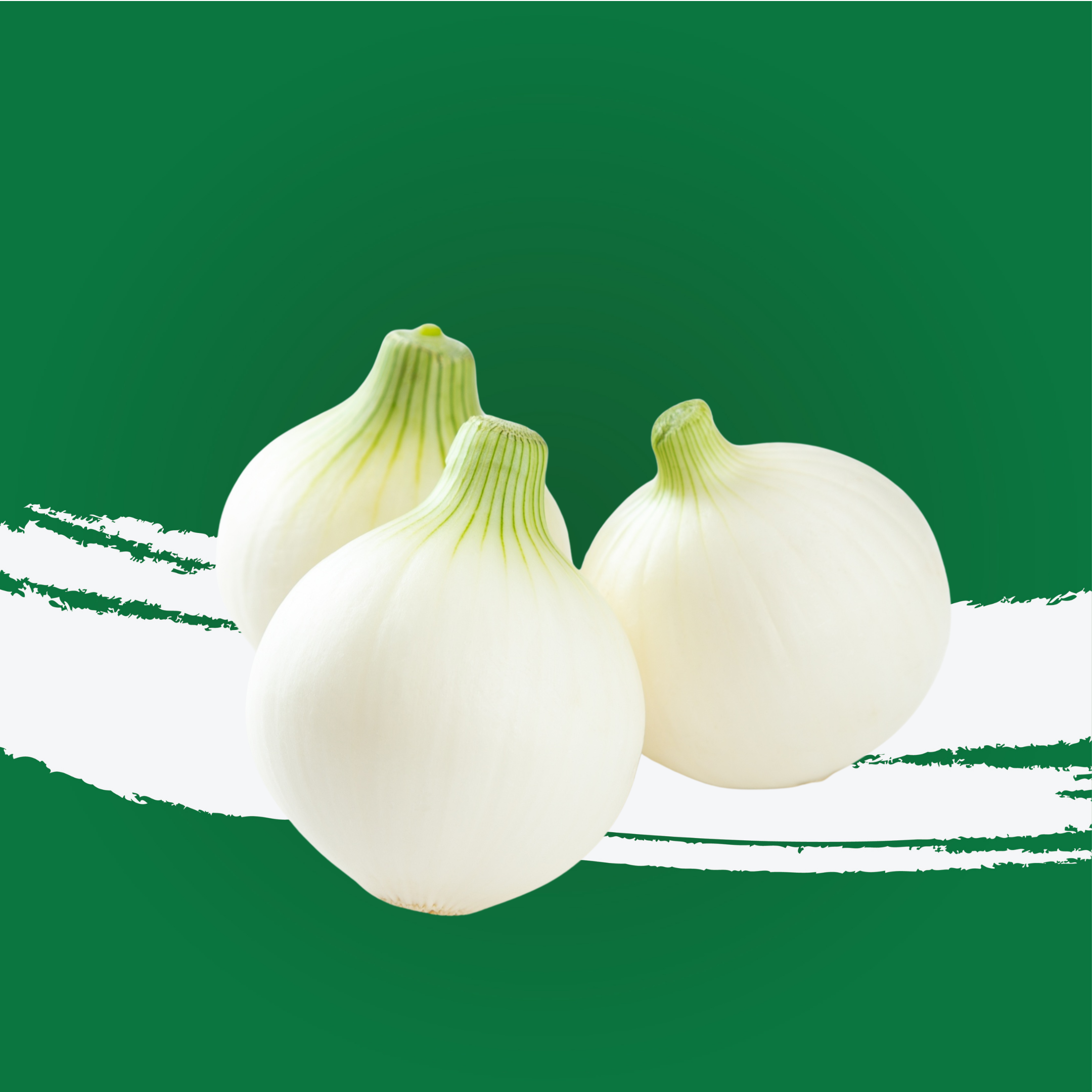 Onion White Spain