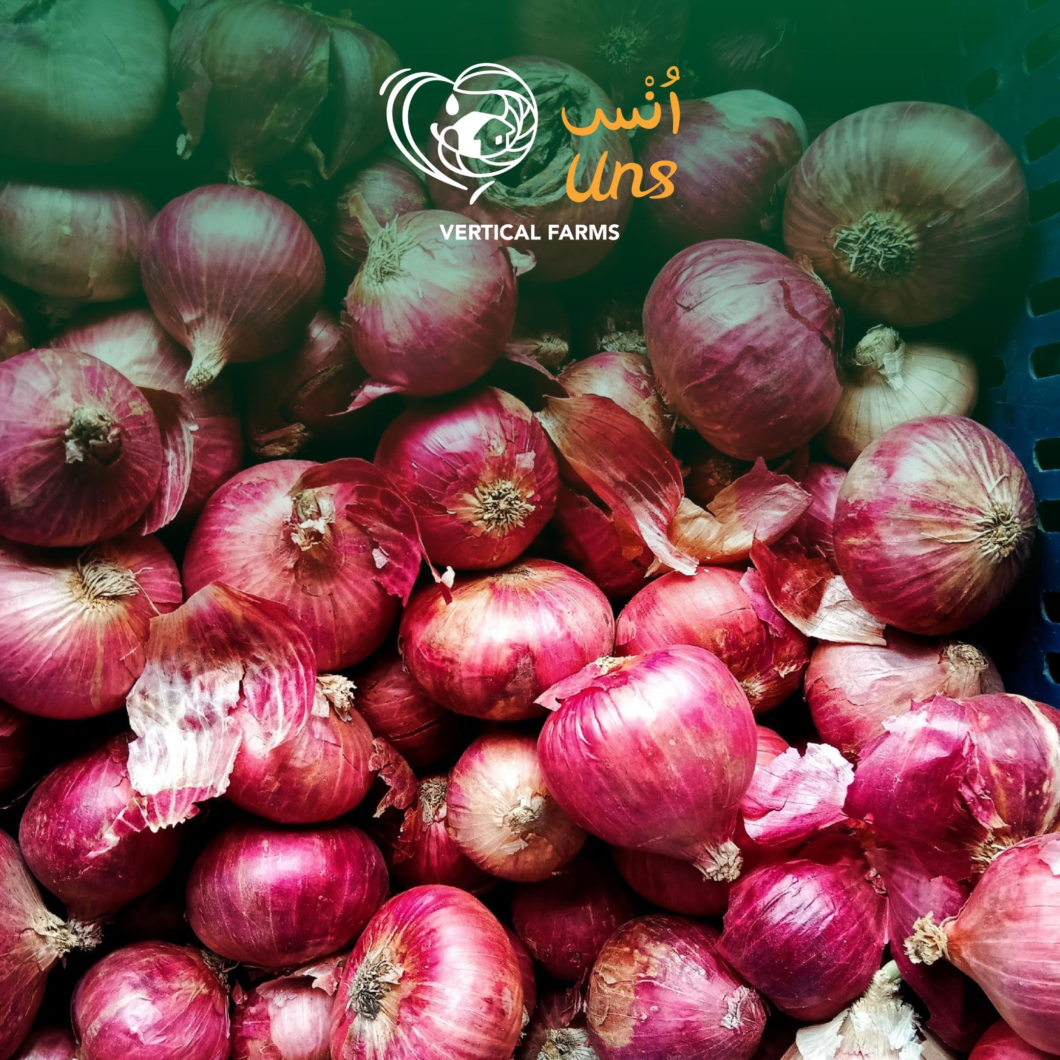 Onion Red India