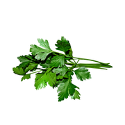Parsley English Holland