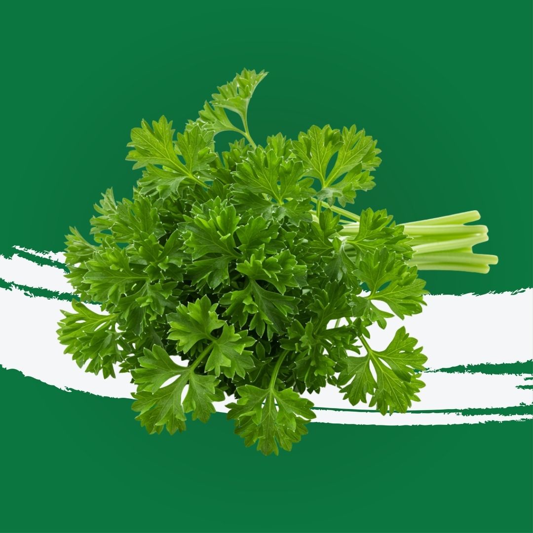 Pesticide-free parsley with fresh aroma