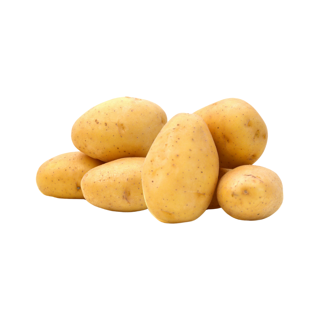 Potato Agria Holland