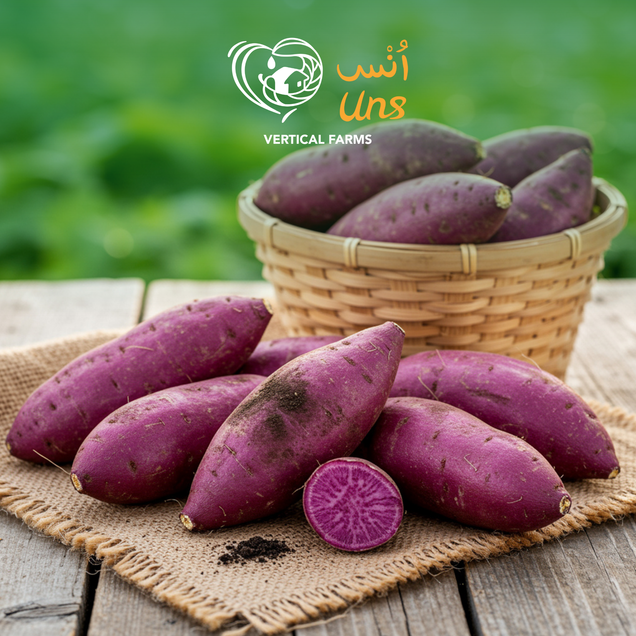 Potato Sweet South Africa