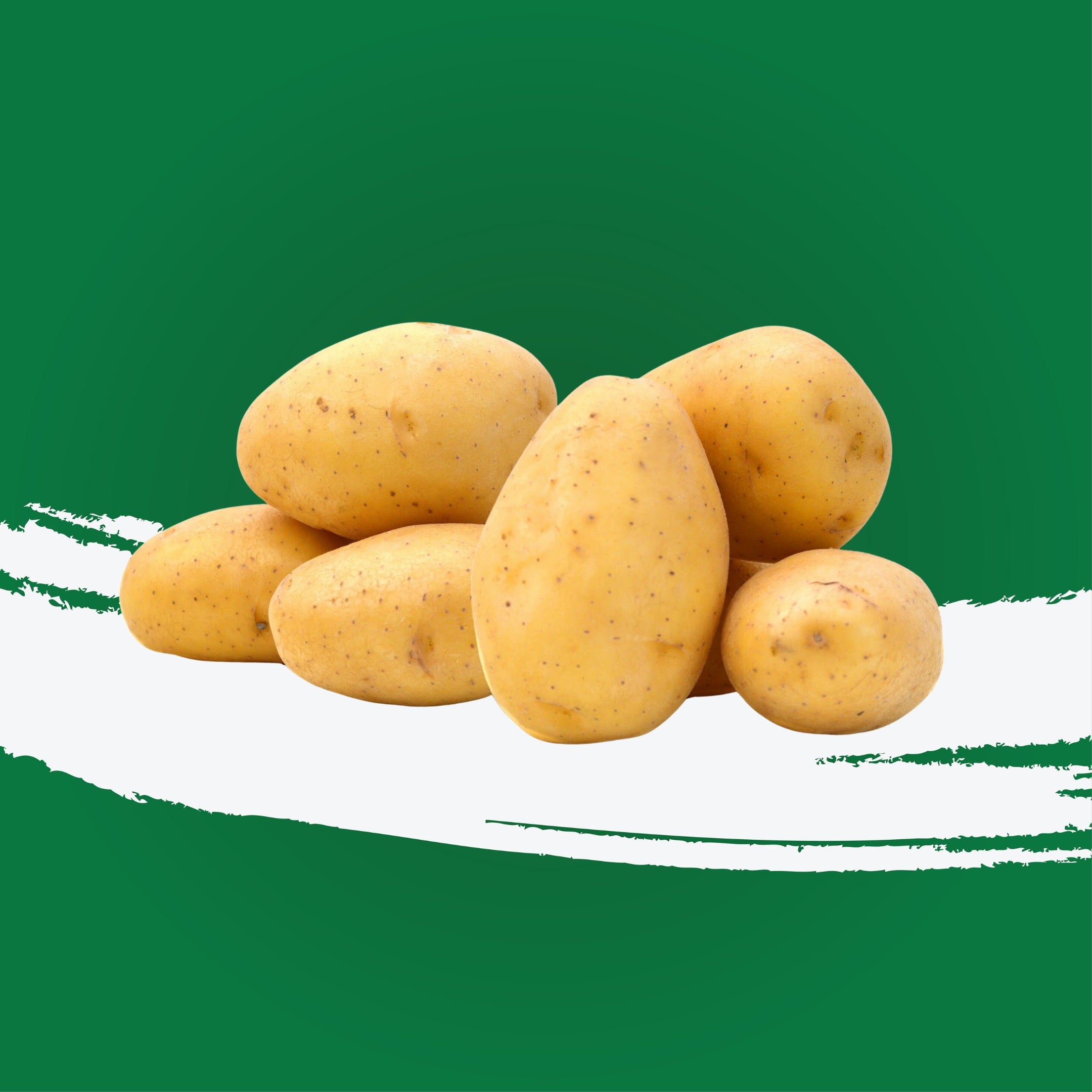 Potato Agria Holland