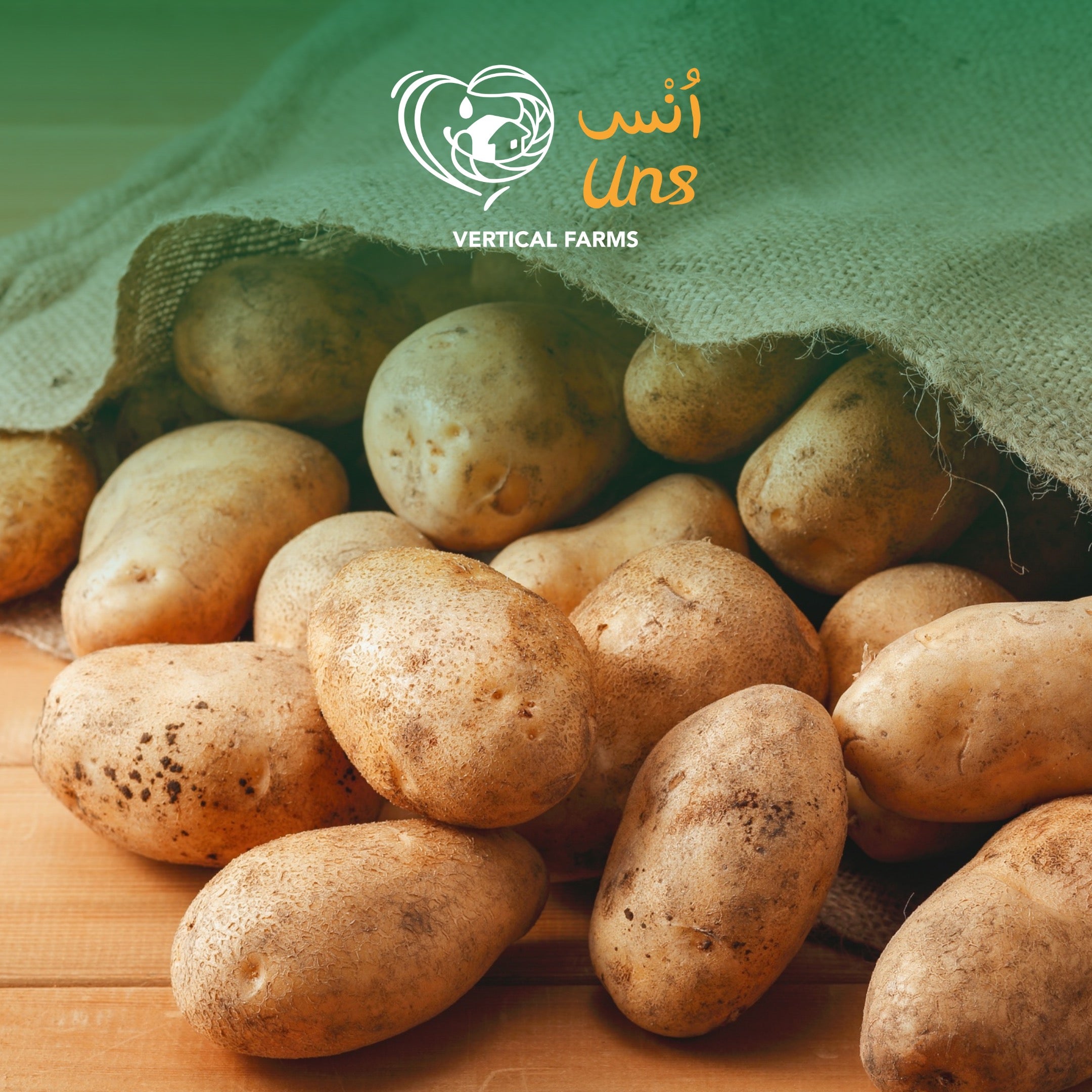 Potato Agria Holland