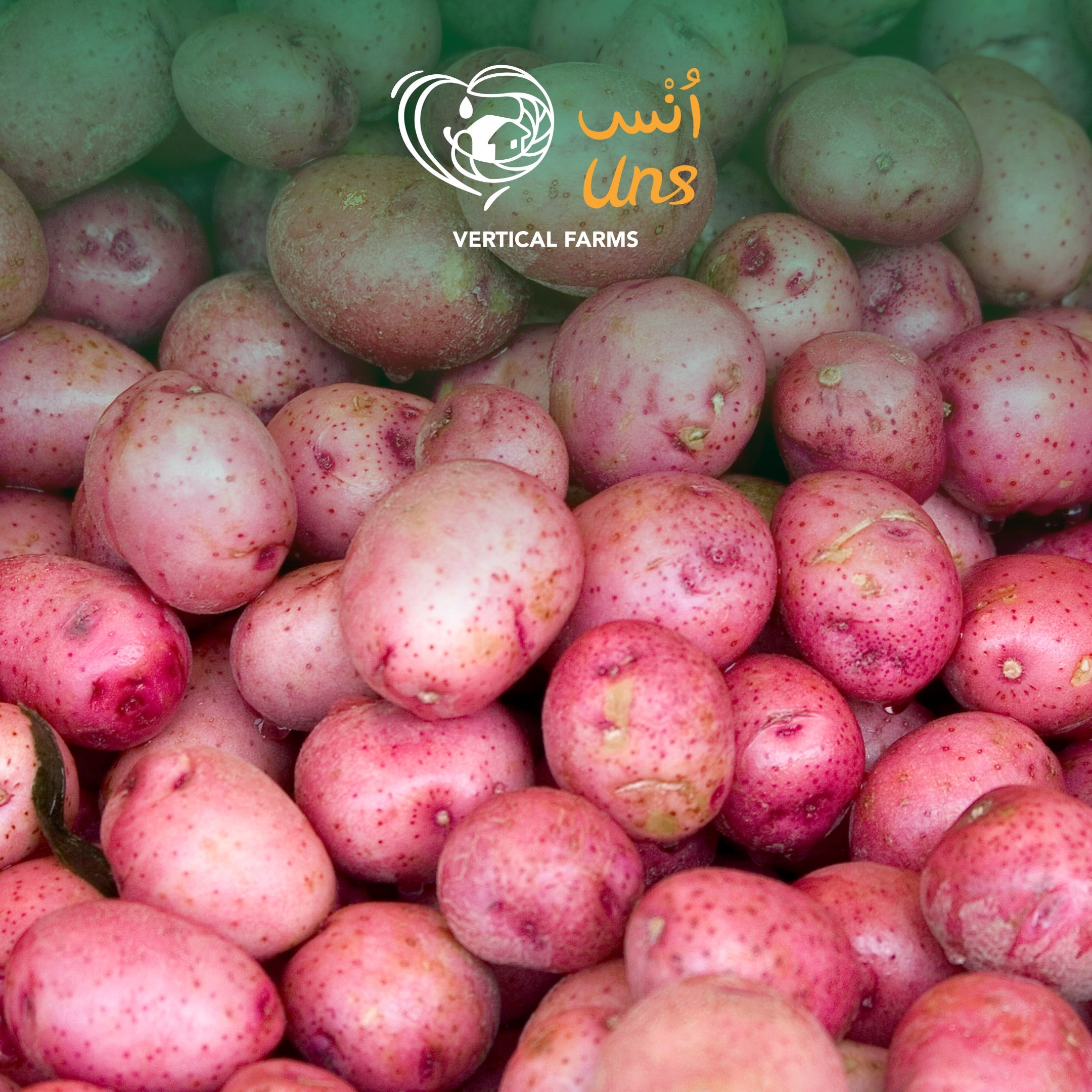 Potato Chat Red Australia