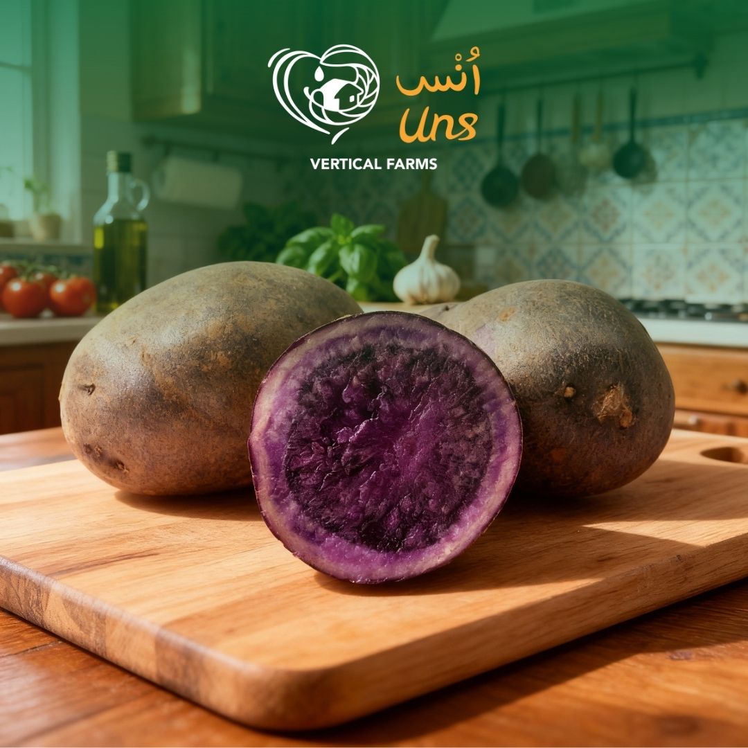 Potato Purple Holland