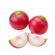 Radish Red Pp Holland